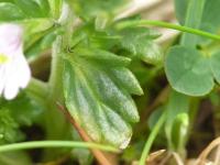 Světlík chladnomilný