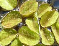 Nepukalka obtížná