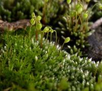 Prutník stříbřitý