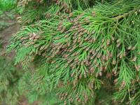 Cypřišek Lawsonův (Chamaecyparis lawsoniana)