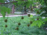 Platan východní (Platanus orientalis)