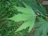 Platan východní (Platanus orientalis)