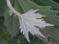 Platan východní (Platanus orientalis)