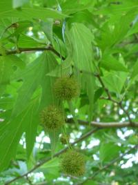 Platan východní (Platanus orientalis)