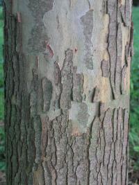 Platan východní (Platanus orientalis)