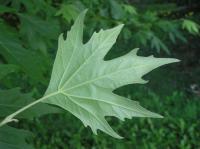 Platan východní (Platanus orientalis)
