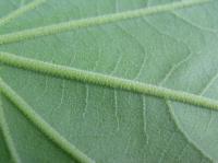 Platan východní (Platanus orientalis)