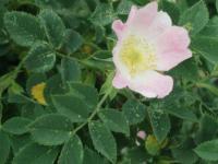 Růže podhorská šedá (Rosa dumalis subsp coriifolia)