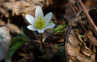 Sasanka hajní (Anemone nemorosa)