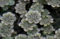 Porostnice mnohotvárná