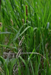 Ostřice (Carex)