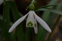 Sněženka podsněžník (Galanthus nivalis)