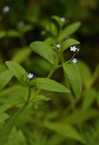 Pupkovec pomněnkový