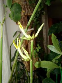 Svícník (Ceropegia dichotoma subsp dichotoma)