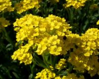 Tařice skalní (Aurinia saxatilis)