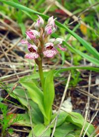 Vstavač mléčný (Orchis lactea)