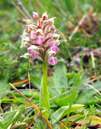 Vstavač mléčný (Orchis lactea)