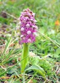 Vstavač mléčný (Orchis lactea)