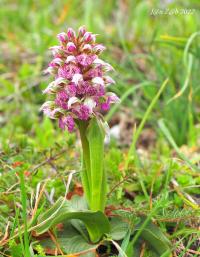 Vstavač mléčný (Orchis lactea)
