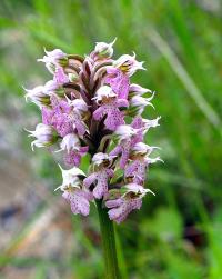 Vstavač mléčný (Orchis lactea)