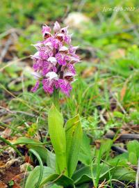 Vstavač mléčný (Orchis lactea)
