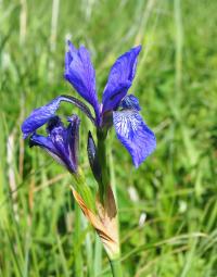 Kosatec sibírsky (Iris sibirica)