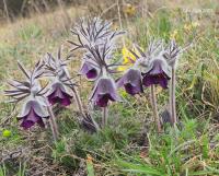 Poniklec lúčny český (Pulsatilla pratensis subsp bohemica)