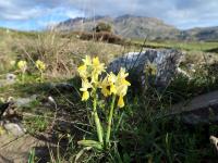 Vstavač chudokvětý (Orchis pauciflora)