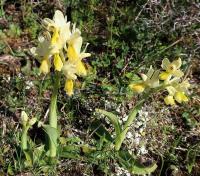 Vstavač chudokvětý (Orchis pauciflora)