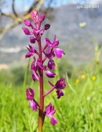 Rudohlávek (Anacamptis laxiflora)