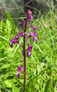 Rudohlávek (Anacamptis laxiflora)