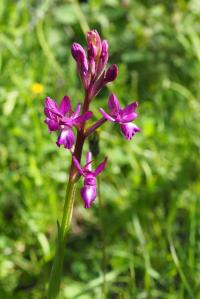 Rudohlávek (Anacamptis laxiflora)