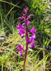 Rudohlávek (Anacamptis laxiflora)