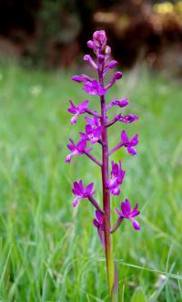 Rudohlávek (Anacamptis laxiflora)