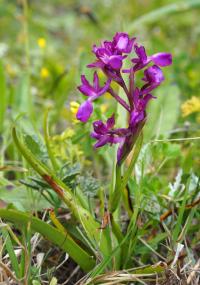 Rudohlávek (Anacamptis laxiflora)