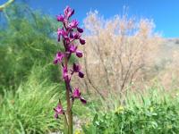 Rudohlávek (Anacamptis laxiflora)