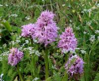 Vstavač italský (Orchis italica)