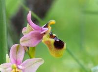 Tořič hnědopyský (Ophrys tenthredinifera)