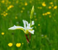 Kosatec sibírsky (Iris sibirica)