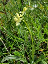 Vstavač (Orchis provincialis)