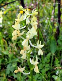Vstavač (Orchis provincialis)