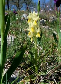 Vstavač chudokvětý (Orchis pauciflora)