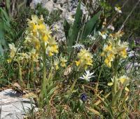Vstavač chudokvětý (Orchis pauciflora)