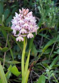 Rudohlávek jehlancovitý (Anacamptis pyramidalis)