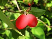 Zimolez Purpusův (Lonicera purpusii)