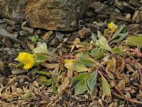 Pupalka missourská (Oenothera macrocarpa subsp incana)
