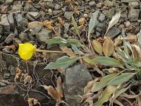 Pupalka missourská (Oenothera macrocarpa subsp incana)