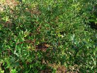 Prinsepie jednokvětá (Prinsepia uniflora)