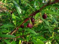 Prinsepie jednokvětá (Prinsepia uniflora)