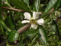 Prinsepie jednokvětá